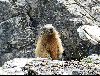 <em>Marmota marmota</em>